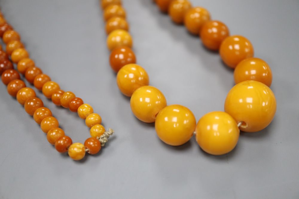 A single strand graduated circular amber bead necklace, 62cm, gross weight 24 grams.